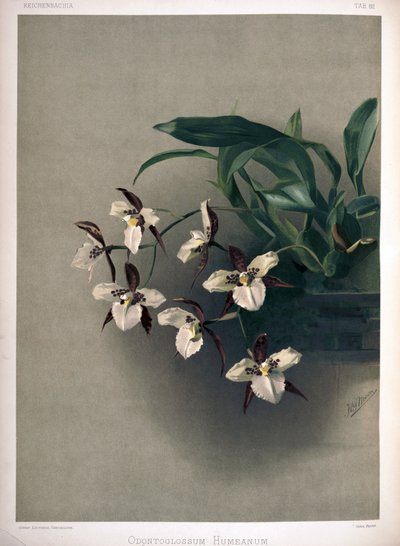 Rhynchostele × humeana as syn: Odontoglossum × humeanum by London H. Sotheran and Co.